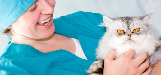 Lead a Happier And Healthier Life By Caring For Your Pet